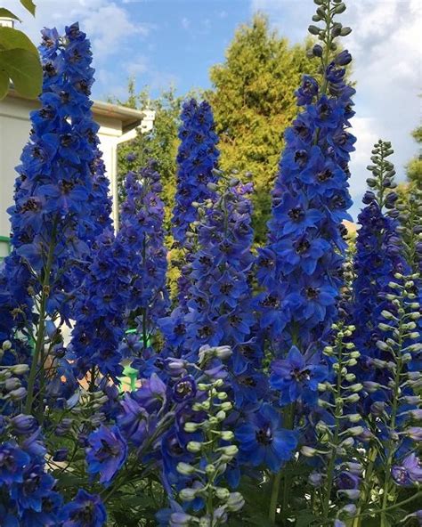 20 Most Beautiful Types of Delphinium Varieties | Balcony Garden Web