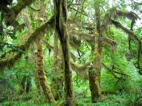 Olympic National Forest (Olympic National Park) - All You Need to Know BEFORE You Go - Updated ...