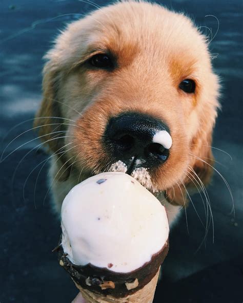 Puppy eating ice-cream - Can dogs eat icecream? #cutepuppyeatingicecream | Perros, Mascotas ...