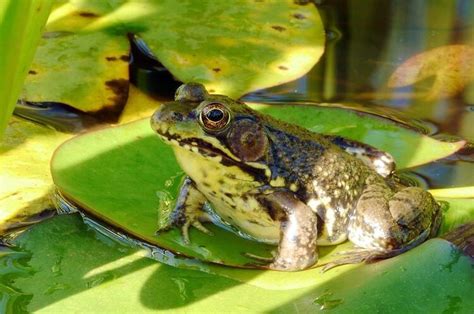 4 Tahapan Siklus Daur Hidup Katak dari Telur hingga Katak Dewasa - Adjar