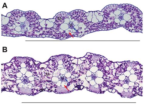 Examples of C3 grasses with leaf anatomy close to the C4 requirements ...