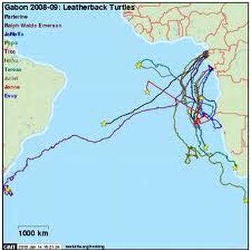 Migration Route - Leatherback Sea Turtle