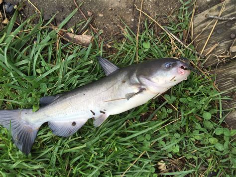 Maryland Biodiversity Project - White Catfish (Ameiurus catus)