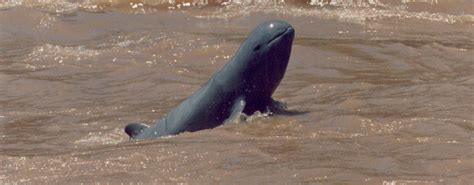 Irrawaddy dolphin - Whale & Dolphin Conservation USA | Dolphins, Ocean ...