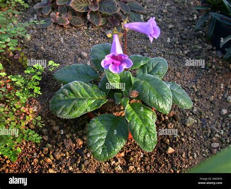 Gloxinia (Sinningia speciosa), wild form Stock Photo - Alamy