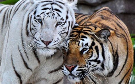 White Bengal Tiger Wallpapers - Wallpaper Cave