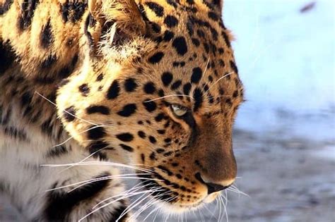 40 Fascinating Facts About the Amur Leopard