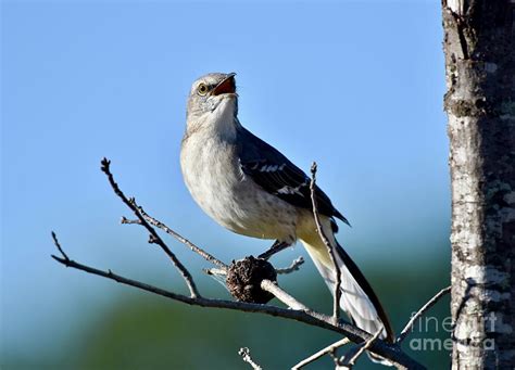 Northern Mockingbird singing Photograph by JL Images - Pixels