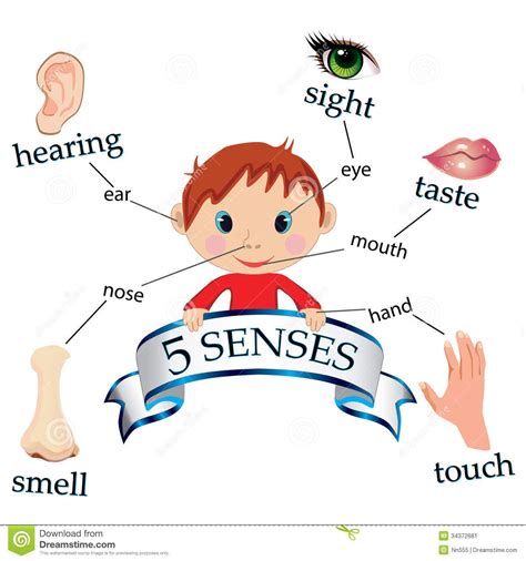 image of kids five senses - - Yahoo Image Search Results | Sense organs pictures, Preschool ...