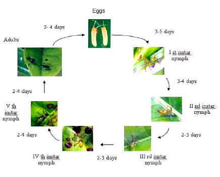 Tea Mosquito Bug Life Cycle