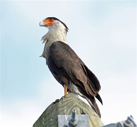 "Crested Cara Cara 1 .....National Bird of Mexico" by bobgotro | Redbubble