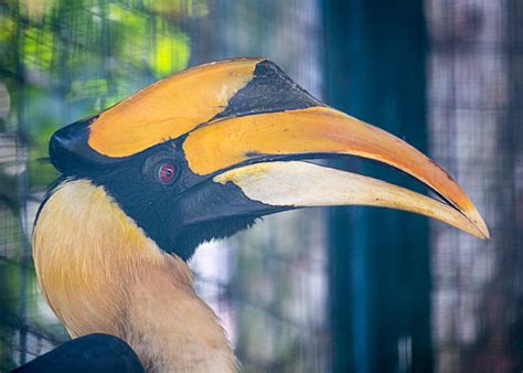 Hornbill Sarawak Stock Photos, Pictures & Royalty-Free Images - iStock