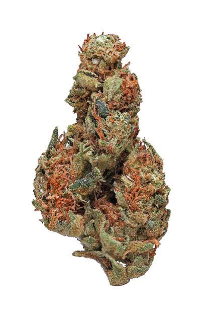 Panama Red Strain - Sativa Cannabis Review, THC : Hytiva