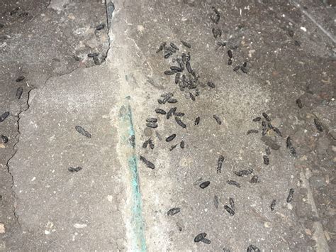 What do rat droppings look like? - Bon Accord London