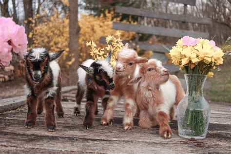 Goat kids Photograph by Caleb Schmidt - Fine Art America