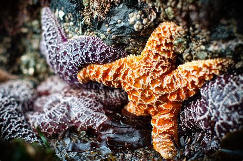 Lone Orange Starfish Photograph by James Wheeler - Fine Art America