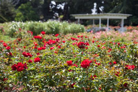 Visiting Exposition Park Rose Garden in Los Angeles