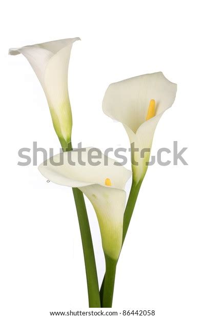 919 Yellow Lily With Long Stem Images, Stock Photos, 3D objects ...