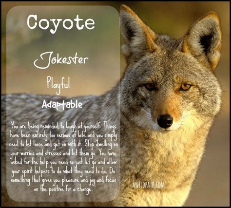 Coyote Spirit Animal — A Wild Path | Spirit animal, Animal totem spirit guides, Spirit animal totem