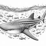 Realistic Whale Shark Coloring Page  4 Free Printable Pages sketch template