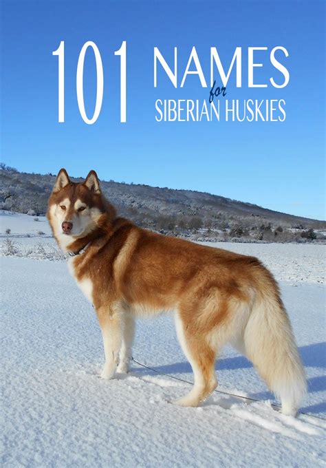 Husky Names - 101 Great Name Ideas For Your Siberian Husky