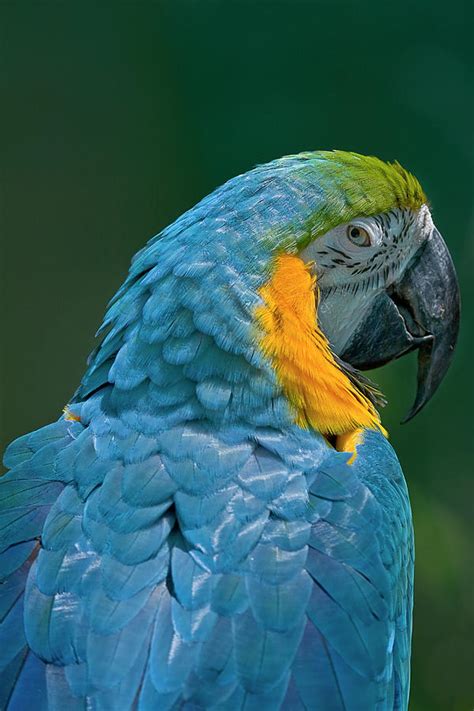 Parrots of the Caribbean Photograph by James Corley | Pixels