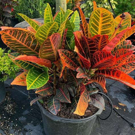 OnlinePlantCenter Petra Croton Plant in 10 in. Grower Pot CR020G3 - The ...