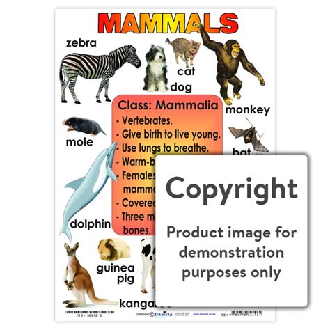 Mammals Chart - Play School Room CC