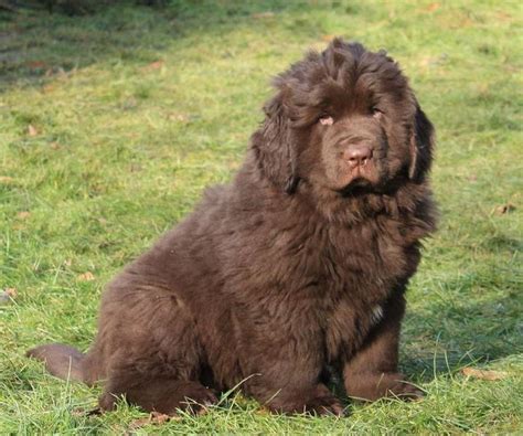 Brown Newfoundlander puppy pix.JPG (1 comment)