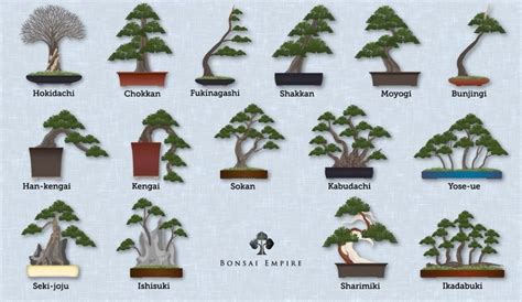 Bonsai styles, shapes and forms | Bonsai styles, Bonsai tree, Bonsai