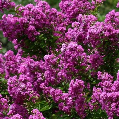 Purple-Crape-Myrtle | Landscape Design & Services