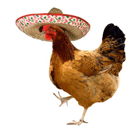 GIF transparent chicken dance - animated GIF on GIFER - by Dolar