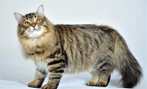 Siberian Cat – Purrfect Cat Breeds