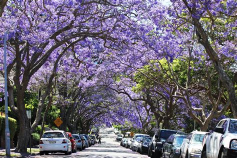 14 Gorgeous Reasons To Visit Sydney This Spring - TheSmartLocal