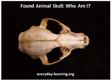 Discover This: Skull Identification