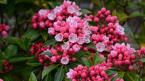 Best evergreen shrubs: 10 choices for year-round interest