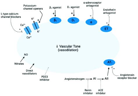 General mechanisms of action of vasodilators. Vasodilators may activate ...