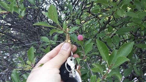 identification - Need some help identifying a plum tree - Gardening & Landscaping Stack Exchange