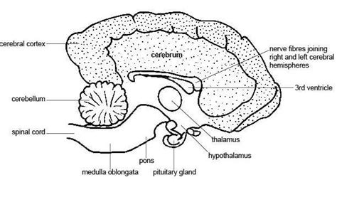 The canine brain | Dog Listener