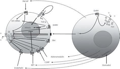 Schematic representation of the putative paracrine systems acting... | Download Scientific Diagram