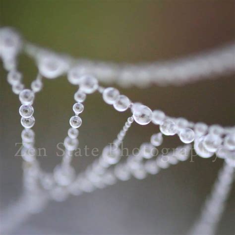 Morning Dew Nature Print Macro Photography Print. Dew Drops Nature ...