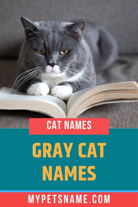 Gray Cat Names | Grey cat names, Cat names, Grey cats