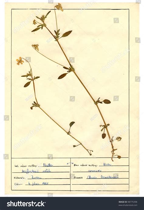 3,119 Herbarium Sheets Images, Stock Photos & Vectors | Shutterstock