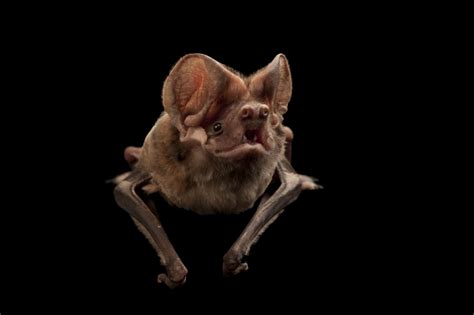 A critically endangered Florida bonneted bat (Eumops floridanus ...