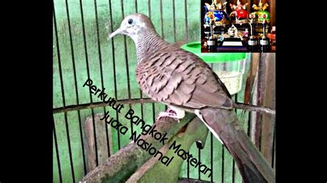 Suara Burung Perkutut Bangkok - Homecare24