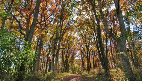 Cap Sauers Holding Nature Preserve - Forest Preserves of Cook County