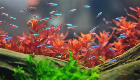 Top Fish for Nano Aquariums