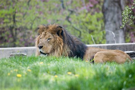 39 adorable photos of the Maryland Zoo in Baltimore, Maryland | BOOMSbeat