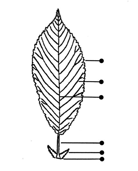 CII; fig. 1: Basic structure of a dicot leaf Diagram | Quizlet