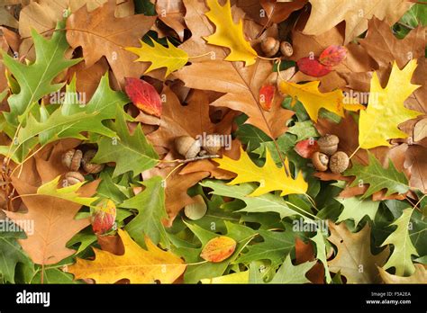 Autumn leaves background - oak leaves and acorns Stock Photo - Alamy